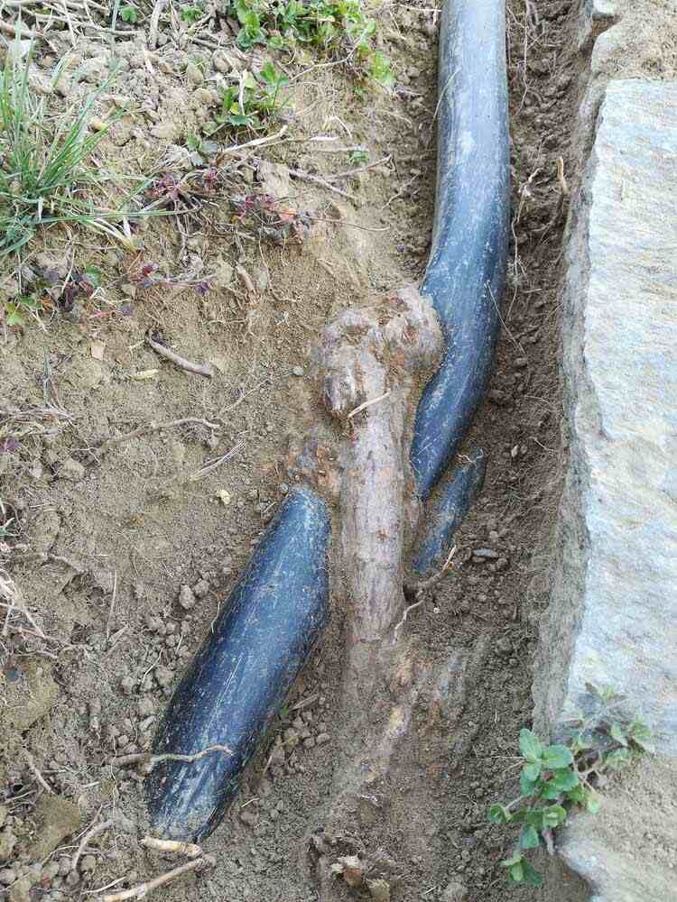 tree-roots-in-underground-pipe-concord-nc