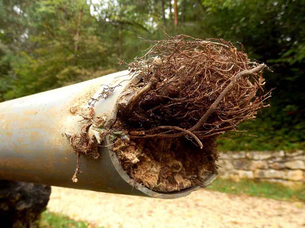 tree roots in pipe