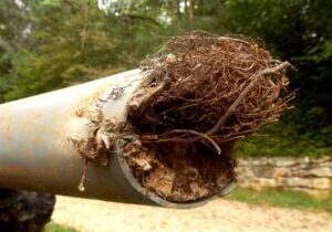 tree roots in sewer pipe